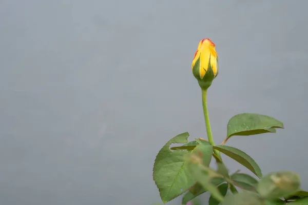 灰色背景上的一个带有复制空间的美丽的黄色玫瑰花蕾 — 图库照片