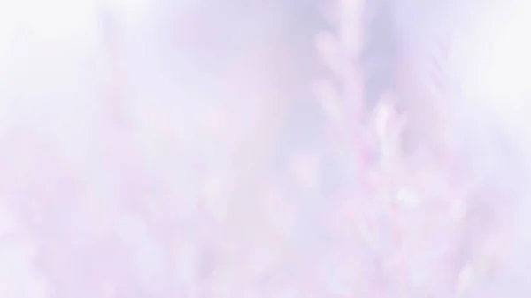 Абстрактный Размытый Розовый Фиолетовый Цвет Фона Графического Дизайна Концепции — стоковое фото