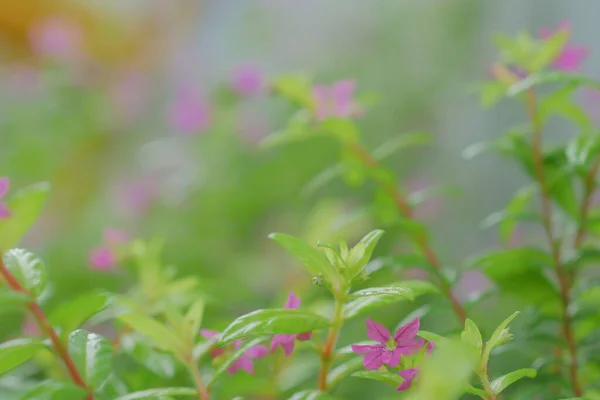 Rosafarbene Blume Und Grüne Blätter Garten Mit Verschwommenem Hintergrund — Stockfoto