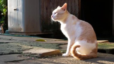 Evcil, sevimli, tekir bir kedinin güneş ışığında yerde oturup,