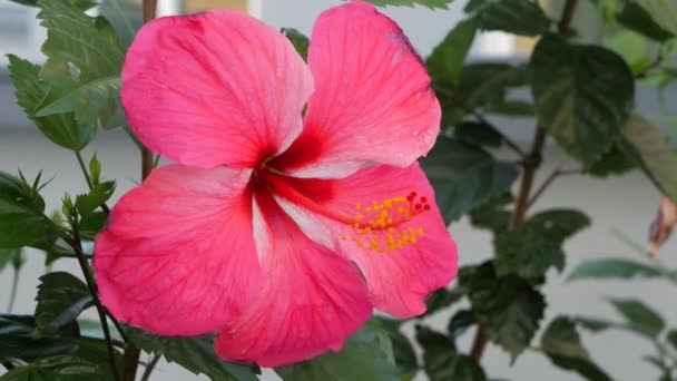 Primer Plano Una Flor Hibisco Rosa Jardín — Vídeo de stock
