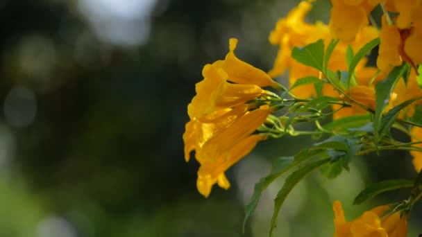 黄黄的老花长得像铃铛 枝头的花束 — 图库视频影像