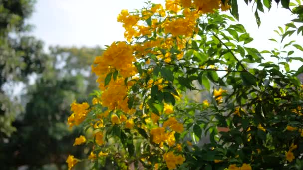 黄黄的老花长得像铃铛 枝头的花束 — 图库视频影像