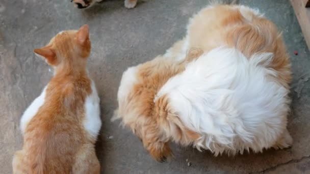 国内のかわいい猫と犬が食べ物を待っています 上を見上げる犬 — ストック動画