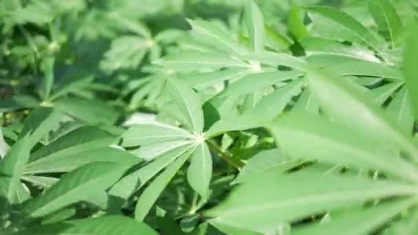 Κοντινό Πλάνο Φύλλα Cassava Στο Πλαίσιο — Αρχείο Βίντεο