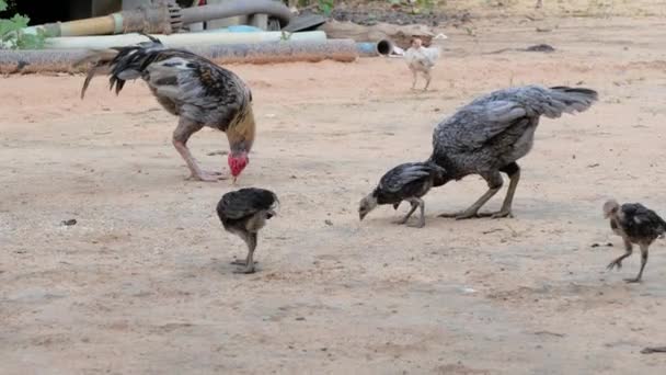 鶏は放し飼いの穀物を食べる — ストック動画