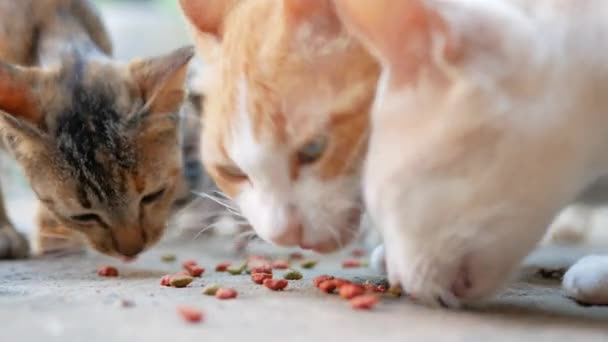 Крупным Планом Кошки Едят Сухую Пищу Полу — стоковое видео