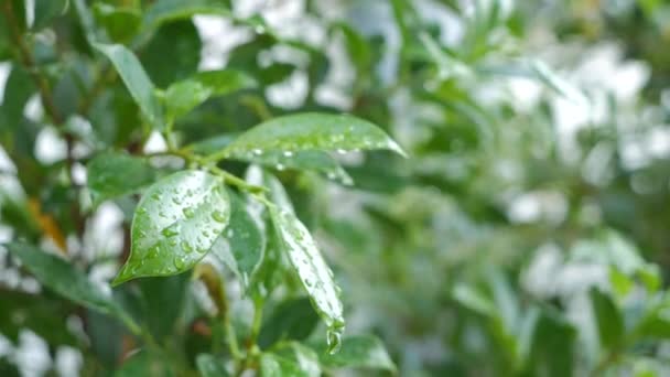 花园里的天然绿叶 树叶上的水滴 — 图库视频影像