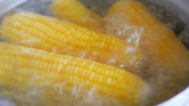 Close Boiled Corn Pot — Stock Video