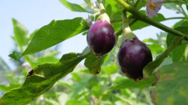 Bahçede patlıcan ya da patlıcan