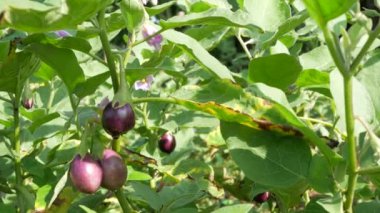 Bahçede patlıcan ya da patlıcan