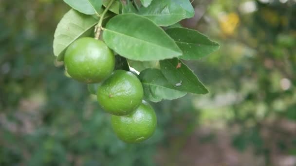 Limes Vertes Dans Jardin — Video