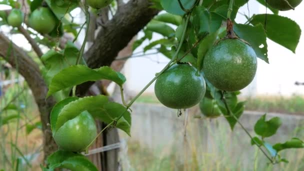 Frutas Pasión Árbol — Vídeo de stock