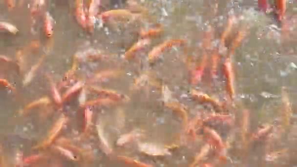 Granatowa Ryba Stawie — Wideo stockowe