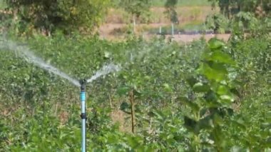 Dut ağacını fıskiyeyle sula.