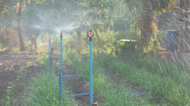Legumes Água Jardim Com Aspersores — Vídeo de Stock