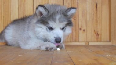 Sibirya 'lı köpek yavrusu kalkar ve yemek yedikten sonra yürür.