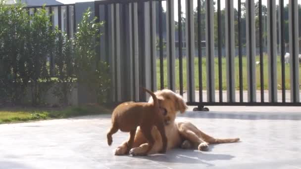 Thai Ridgeback Golden Retriever Filhotes Brincando Juntos — Vídeo de Stock