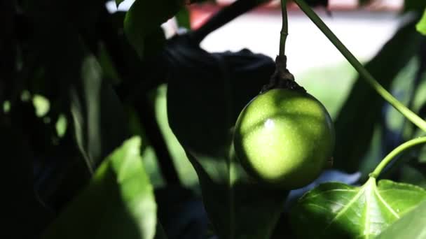 Vent Soleil Brillaient Sur Fruit Passion Qui Pendait Aux Branches — Video