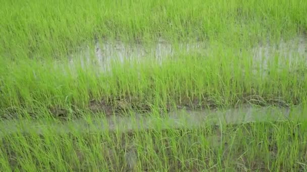 쌀밭에서 클로즈업 쌀밭에 뿌려지는 — 비디오