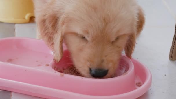 Close Van Een Golden Retriever Puppy Die Nat Voedsel Eet — Stockvideo