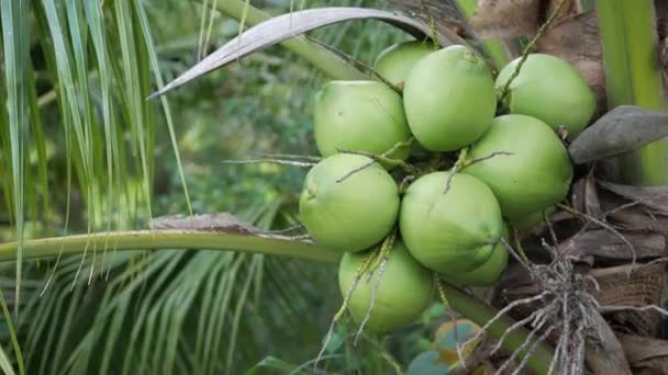 木のクローズアップ若いココナッツ — ストック動画