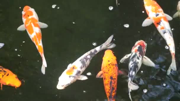 五彩斑斓的乌贼在池塘里游泳 — 图库视频影像
