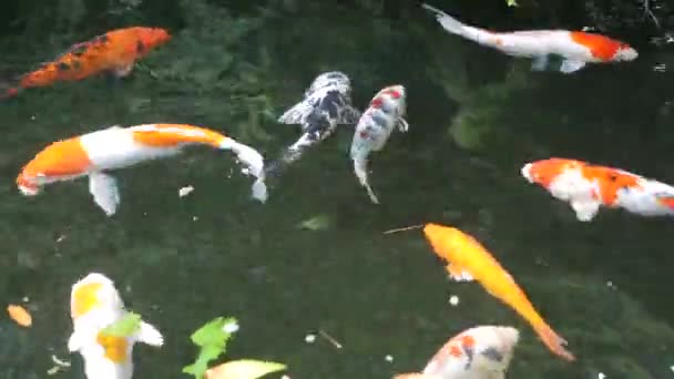 カラフルなコイ魚が池で泳いでいる — ストック動画