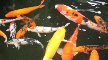 Renkli koi balıkları gölette yüzüyor.