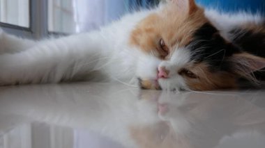 Pers kedisi evde yerde uyuyor.