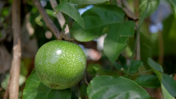 Wind Sun Shined Passion Fruit Hung Branches Day — Stock Video