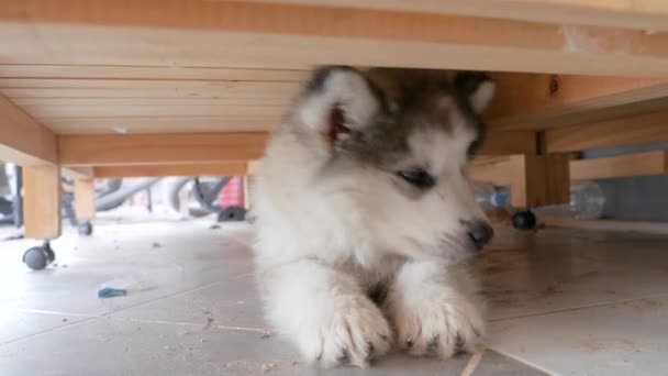 Filhote Cachorro Siberiano Está Bocejando Dormindo Sob Sua Casa — Vídeo de Stock