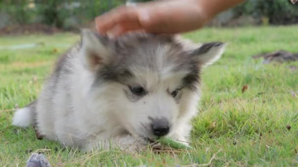 Een Klein Meisje Strelen Puppy Hoofd — Stockvideo