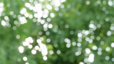 Yeşil yaprakların üzerinde esintinin ve güneş ışığının soyut arkaplanı, boşluklarda parlayan güneş ışığı.