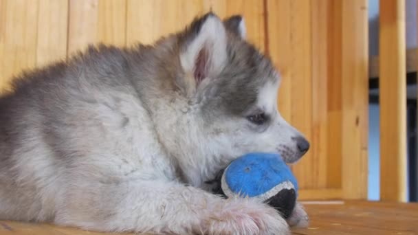 Cachorro Siberiano Joven Abrazando Una Pelota Béisbol Juguete Masticando Algo — Vídeos de Stock