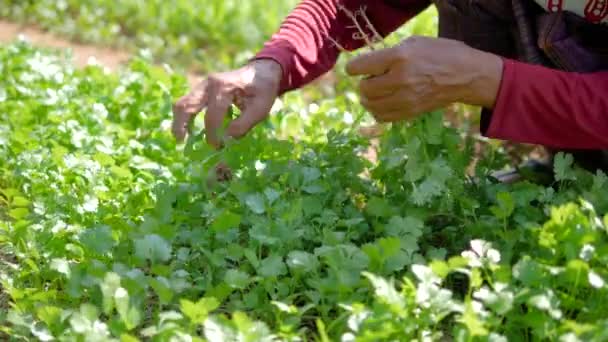 Egy Idős Koriandereket Gyűjt Kertben Egy Farmer Zöldségeket Szed Napfényt — Stock videók