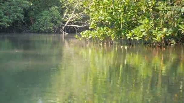 Lasy Namorzynowe Obu Stronach Rzeki — Wideo stockowe