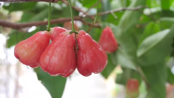 Yakın Plan Taze Doğal Olgun Elma Meyvesi Ağaçta — Stok video