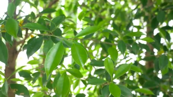 Δέντρο Ficus Bengalensis Φυτεύτηκε Πράσινος Φράχτης Για Δημιουργήσει Μια Γραμμή — Αρχείο Βίντεο