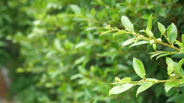 Δέντρο Ficus Bengalensis Φυτεύτηκε Πράσινος Φράχτης Για Δημιουργήσει Μια Γραμμή — Αρχείο Βίντεο