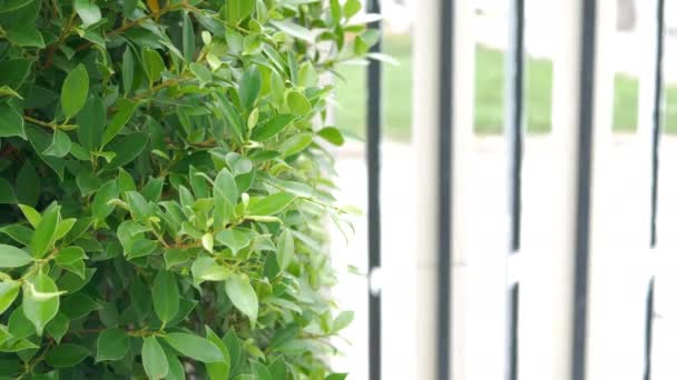フィクス ベンガルシンツリーは 民間地域のセキュリティラインを作るために緑のフェンスとして植えられました — ストック動画