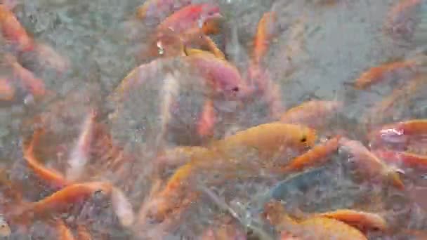 Gölette Bir Nar Balığı Sürüsü — Stok video