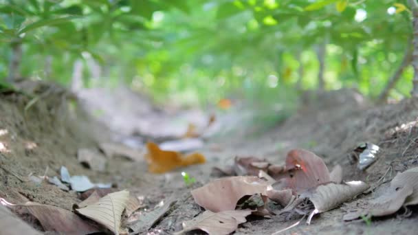 Dry Leaves Fall Ground Blurred Backgrounds — Stock Video