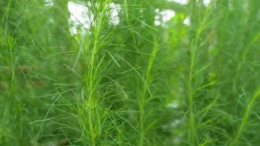 Artemisia cinsi bitkileri Asya ve Orta Avrupa 'da en yaygın bitkisel çözümler arasındadır..
