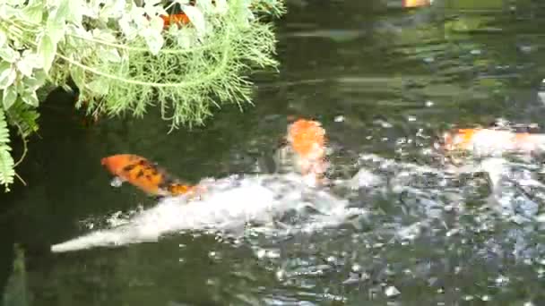 池の鯉は — ストック動画