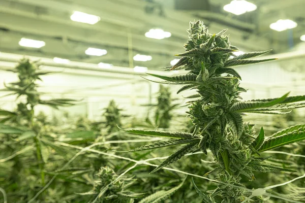 Growing Cannabis Plants Ready to be Processed in Professional Farm