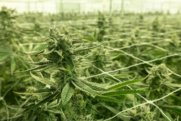 Τεράστια Cannabis Plant Σκάει Από Μια Θάλασσα Της Πράσινης — Φωτογραφία Αρχείου