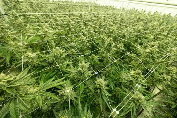 Μέσα Μια Thriving Cannabis Καλλιέργεια Λειτουργία Ένα Δωμάτιο Γεμάτο Πλούσια — Φωτογραφία Αρχείου