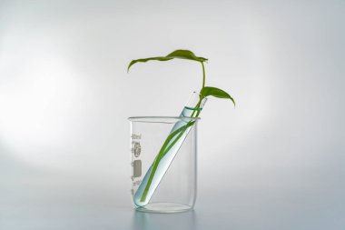 cosmetic nature skincare and essential oil aromatherapy .organic natural science beauty product .herbal alternative medicine. mock up