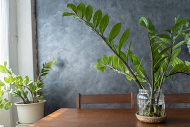 Beyaz saksıdaki Zamioculcas Zamiifolia veya ZZ Bitkisi, oturma odasındaki çiçekler için bir ahşap standın üzerinde birçok ev bitkisinin arka planına karşı dururlar. Ev bitkileri bakım konsepti.